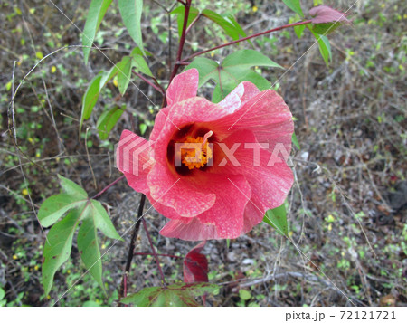 ガラパゴスワタ 72121721