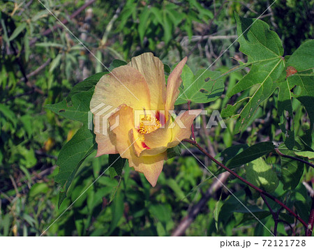 ガラパゴスワタ 72121728