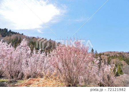 満開の啓翁桜 72121982