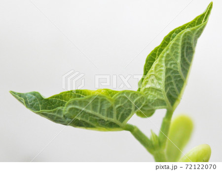 サヤインゲンの若い本葉と双葉 サヤインゲンの若い本葉と双葉 72122070