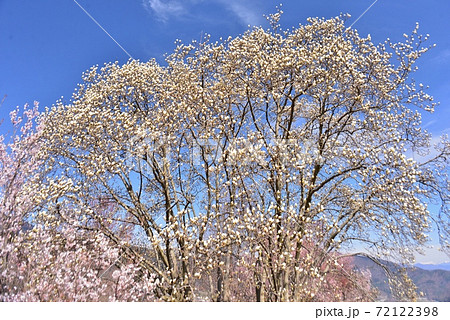 辛夷の白い花の咲く頃の写真素材