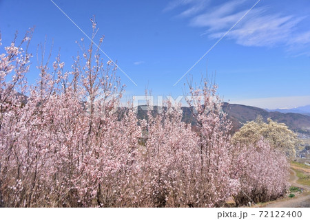 満開の啓翁桜と辛夷の花 満開の啓翁桜と辛夷の花 72122400