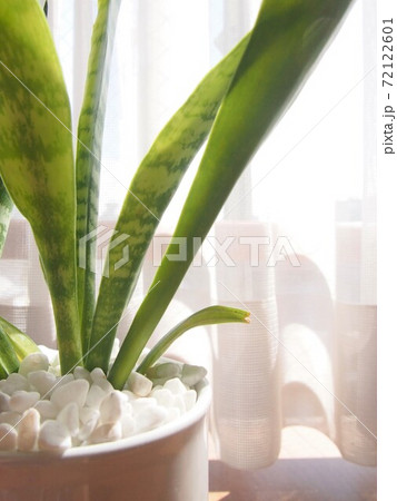 サンスベリア 72122601