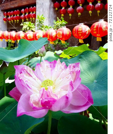 中国にいるような 赤い提灯と蓮の花の風景の写真素材