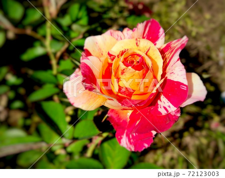 開花した一輪のモーリスユトリロのバラが咲いてる春の風景 72123003