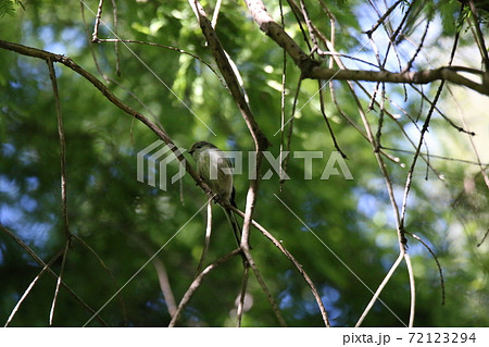 エナガ 72123294
