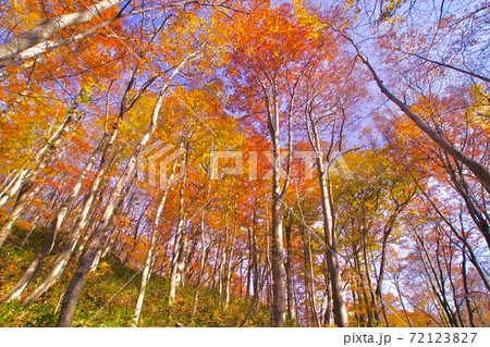 蔦七沼めぐりハイキング　十和田八幡平国立公園　青森県十和田市 72123827