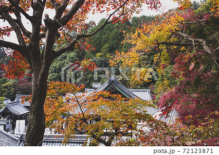 楊谷寺の紅葉 72123871