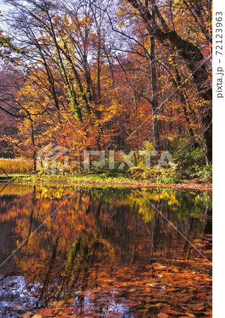 秋の蔦七沼めぐりハイキング 瓢箪沼の紅葉 十和田八幡平国立公園 青森県十和田市 秋の蔦七沼めぐりハイキング 瓢箪沼の紅葉 十和田八幡平国立公園 青森県十和田市 72123963