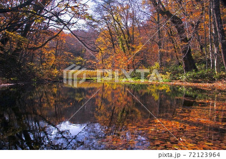 秋の蔦七沼めぐりハイキング 瓢箪沼の紅葉 十和田八幡平国立公園 青森県十和田市 秋の蔦七沼めぐりハイキング 瓢箪沼の紅葉 十和田八幡平国立公園 青森県十和田市 72123964