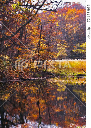 秋の蔦七沼めぐりハイキング　瓢箪沼の紅葉　十和田八幡平国立公園　青森県十和田市 72123966