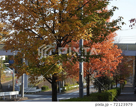 紅葉の散歩道！。。東洋高速鉄道飯山満駅に続きます！！いい街です！。。船橋芝山！！ 72123979