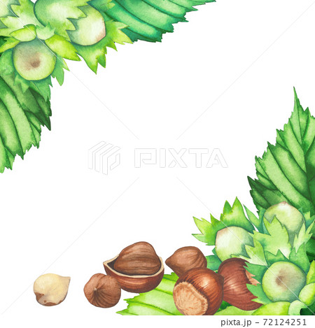 Watercolor design with hazelnut leaves and nuts. 72124251