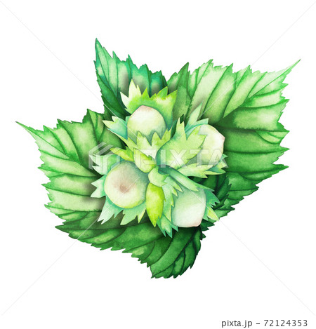 Watercolor composition with hazelnut leaves and unripe nuts. 72124353
