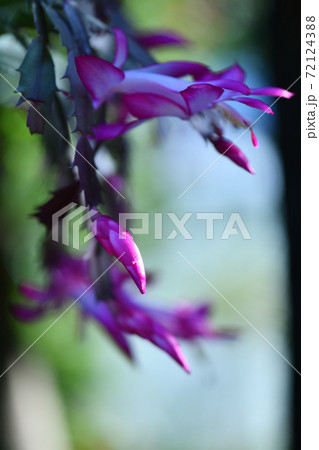 シャコバサボテン(蝦蛄葉仙人掌)の花 シャコバサボテン(蝦蛄葉仙人掌)の花 72124388