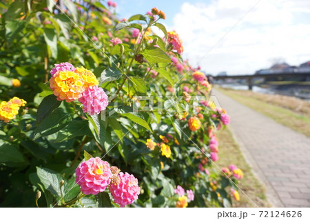 秦野駅前 水無川河川敷の花 秦野駅前 水無川河川敷の花 72124626