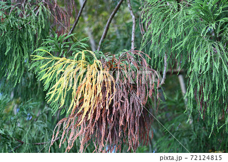 黄変した杉の枝・葉 72124815