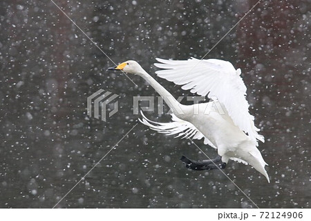 雪降る中着水態勢に入るオオハクチョウ 72124906