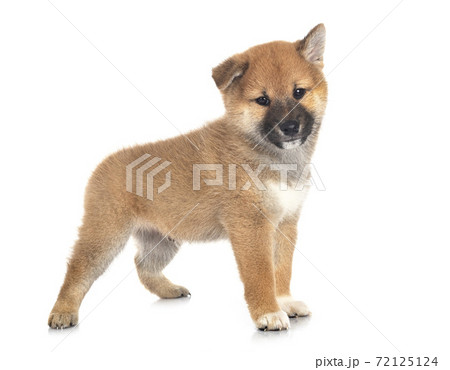 puppy shiba inu in studio puppy shiba inu in studio 72125124