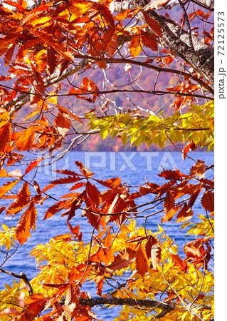 十和田湖の紅葉 十和田八幡平国立公園 青森県十和田市 十和田湖の紅葉 十和田八幡平国立公園 青森県十和田市 72125573
