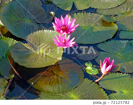 スリランカで見た信頼という花言葉がある濃いピンク色のスイレンの写真素材
