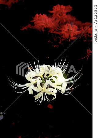 闇に浮かぶ白い彼岸花と赤い彼岸花の写真素材