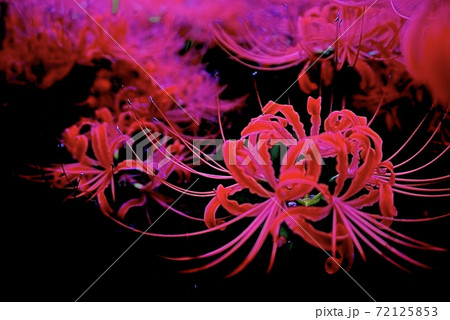 夜闇に浮かぶ赤い彼岸花 72125853