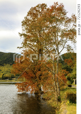 藺牟田池 ラクウショウの紅葉 藺牟田池 ラクウショウの紅葉 72126293