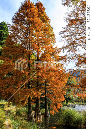 藺牟田池 ラクウショウの紅葉 藺牟田池 ラクウショウの紅葉 72126304
