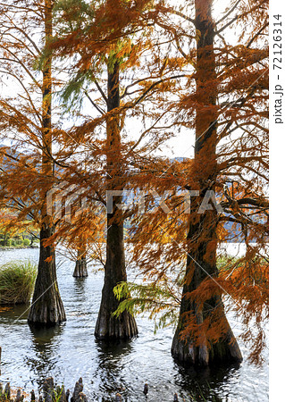藺牟田池　ラクウショウの紅葉 72126314