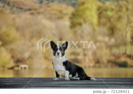 Cardigan welsh corgi is sitting at the autumn nature view. Happy breed dog outdoors.  72126421