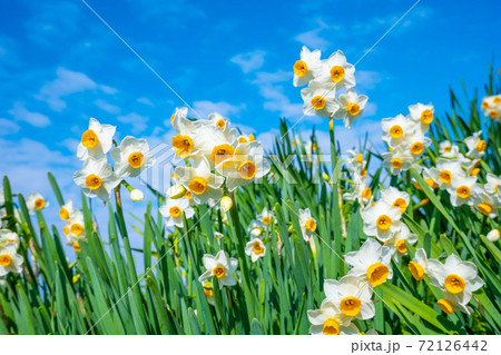 満開の水仙 72126442