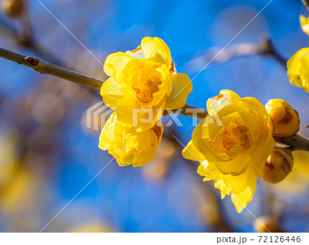 マンゲツロウバイの花 マンゲツロウバイの花 72126446