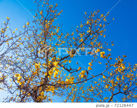 マンゲツロウバイの花 マンゲツロウバイの花 72126447