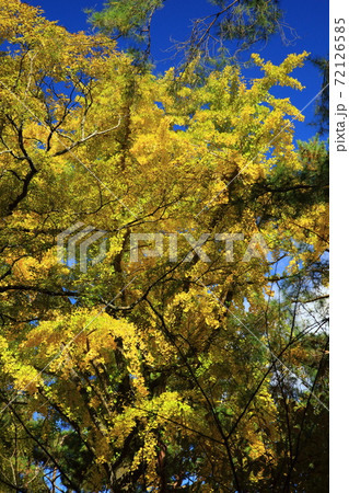 松林の黄色い銀杏 松林の黄色い銀杏 72126585