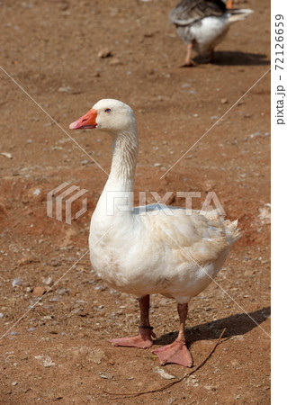 White ducks with a blurry brown ground background in a sunny day. selective focus. White ducks with a blurry brown ground background in a sunny day. selective focus. 72126659