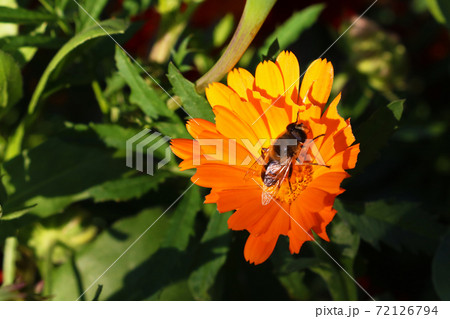 Honey Bee and flower in Nature Background. Sping, summer. Honey Bee and flower in Nature Background. Sping, summer. 72126794