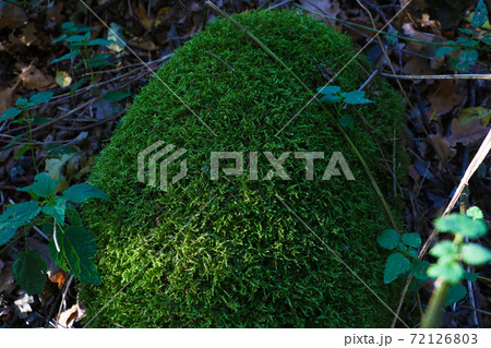 Close-up of freshness green moss and growing leaf, selective focus. 72126803
