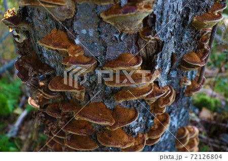 Close up the mushroom growing on the wet soil. 72126804