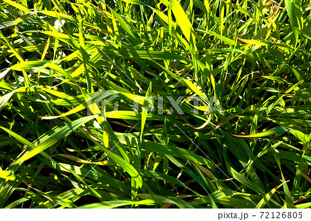 The sun's rays fall on the green grass. 72126805