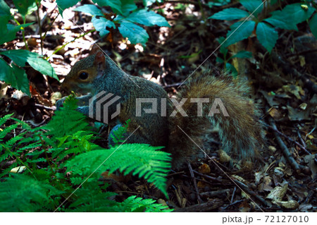 The little squirrel feasting high up in a tree. The little squirrel feasting high up in a tree. 72127010
