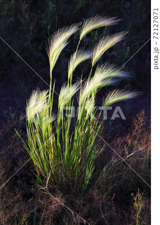 Rays of sunlight fall on young green wheat. Rays of sunlight fall on young green wheat. 72127071