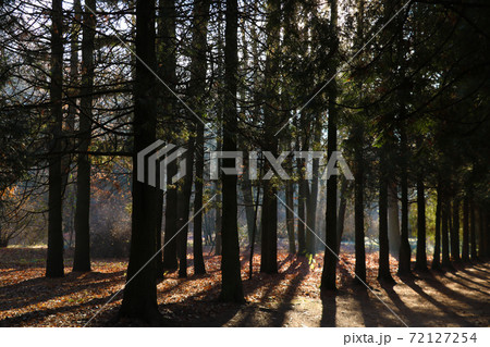 Pine forests in the tropics are rich is creating the world's oxygen in a landscape green background. 72127254