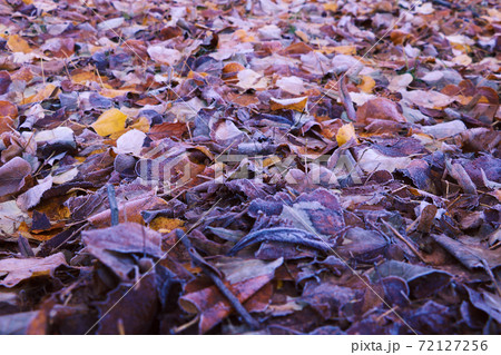 Frozen leaves on grass, ground frost on the morning field, early winter, background. 72127256