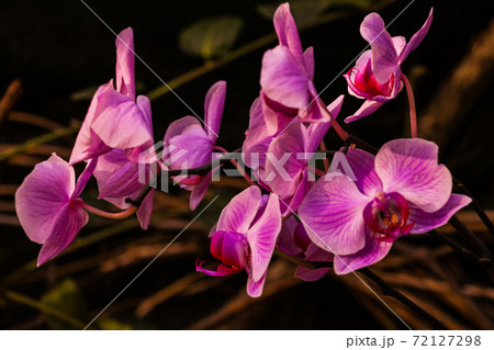 pink Phalaenopsis or Moth dendrobium Orchid flower in summer or spring day tropical garden Floral background.Selective focus.agriculture idea concept design with copy space add text. pink Phalaenopsis or Moth dendrobium Orchid flower in summer or spring day tropical garden Floral background.Selective focus.agriculture idea concept design with copy space add text. 72127298