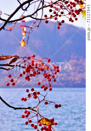 秋の十和田湖の紅葉　十和田八幡平国立公園　休屋付近　青森県十和田市 72127843