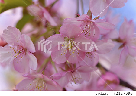 河津桜の花びら 72127996
