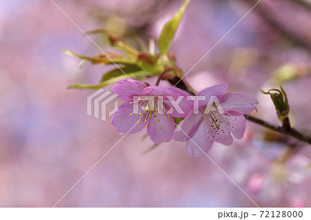 河津桜の花びら 河津桜の花びら 72128000