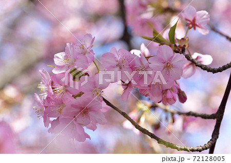 河津桜の花びら 河津桜の花びら 72128005