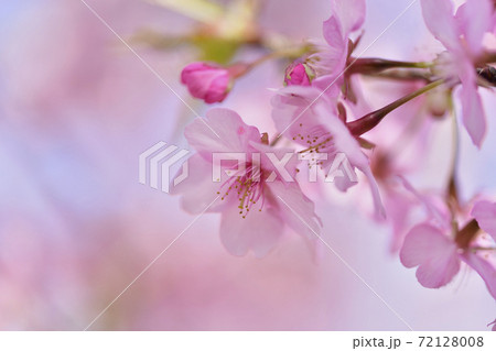 河津桜の花びら 河津桜の花びら 72128008